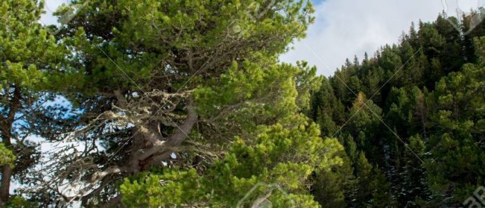 Pino Viejo: Majestuoso árbol de pino en otoño, paisaje natural y colores dorados